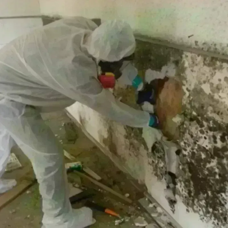 Mold Remediation and Removal in Homestead, FL